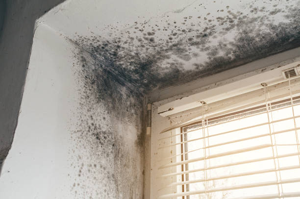 Affordable Attic Mold Remediation solutions in Dickerson, MD